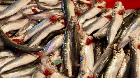 Close Up View Of Fish At The Fish Market Stock Footage 103841046