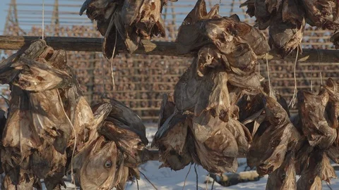 Close view fish flake dry cod head hanging lofoten norway Stock Footage 86561559