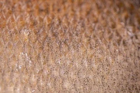 Close-up view of fish scales displaying intricate patterns and textures, hi.. Stock Photos