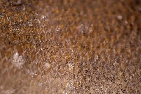 Close-up view of fish scales displaying intricate patterns and textures, hi.. Stock Photos