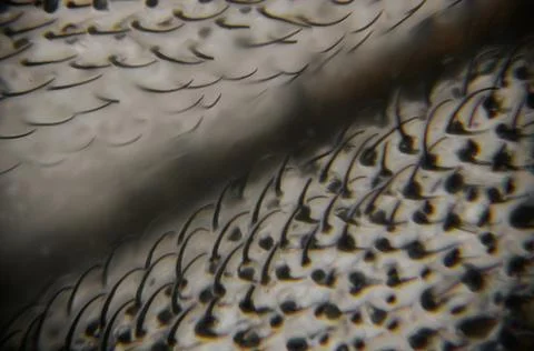 Close-up view of fish scales showcasing intricate patterns and textures, hi.. Stock Photos