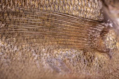 Close-up view of fish scales showcasing intricate patterns and textures, hi.. Stock Photos