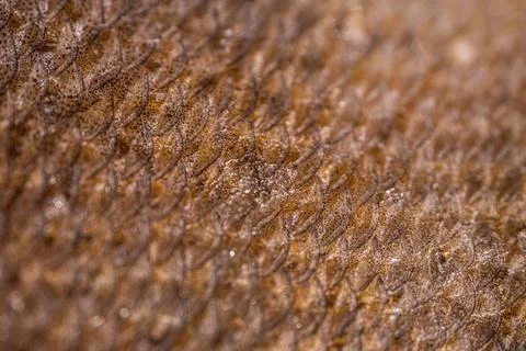 Close-up view of fish scales showcasing intricate textures and patterns, hi.. Stock Photos