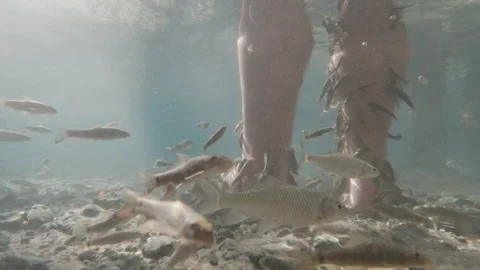 Close-up view of Fish Spa pedicure. underwater shot Stock Footage 147088772
