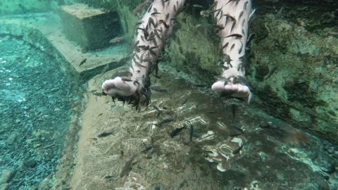 Close-up view of Fish Spa pedicure. underwater shot Stock Footage 147088894