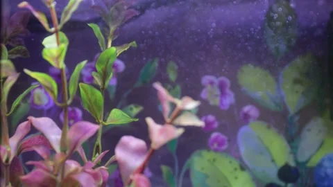 Close-up view of a fish tank filled with colorful flowers and aquatic plants Stock Footage 310692501