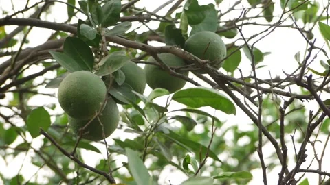 Close-up view of five green oranges on the tree branch Video stock 151956576