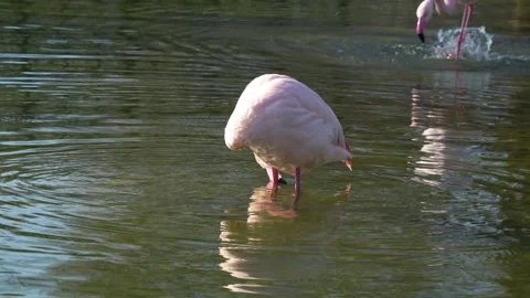 Close view of a flamingo Stock Footage 267483046