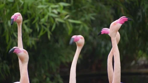 Close view of flamingo heads  Stock Footage 277534752