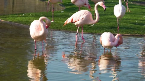 Close view of  flamingos Stock Footage 267482636