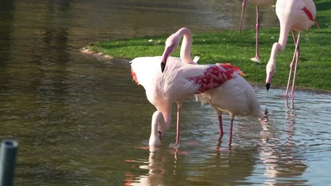 Close up view of flamingos  Stock Footage 267595294