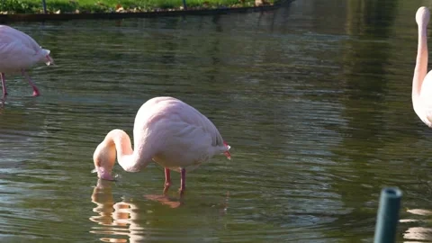 : Close view of flamingos Stock Footage 267716095