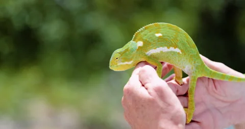 Close view of flap-necked chameleon in Kruger game reserve border. Wild Africa Stock Footage 196858821