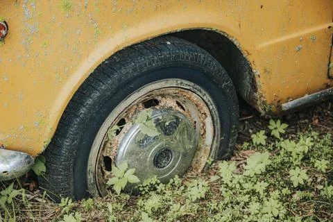 Close-up view of a flat tire on an old yellow car surrounded by overgrown g.. 库存照片