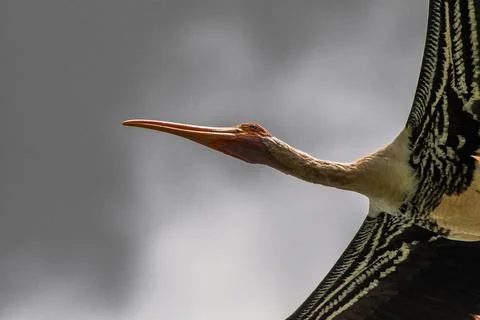 A close-up view of a flight of Painted Stork Stock Photos