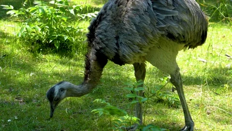 Close up view of flightless Rhea Stock Footage 278042796