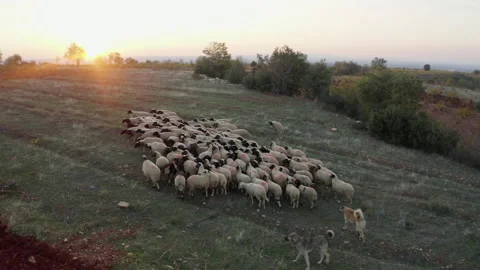 Close-up view of flock of sheep. Stock Footage 207083707