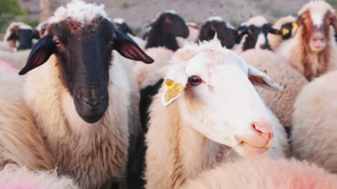 Close-up view of flock of sheep. Stock Footage 207086175
