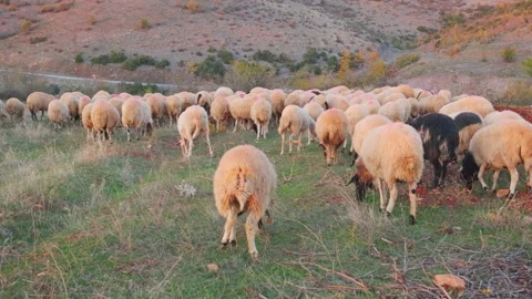 Close-up view of flock of sheep. Stock Footage 207089402