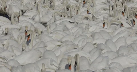 Close up view flock of swans heads down search food grain in lake while swimming 스톡 동영상 251059300