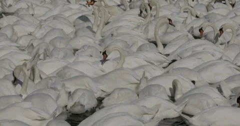 Close up view flock of swans heads down search food grain in lake while swimming Stock Footage 251059808
