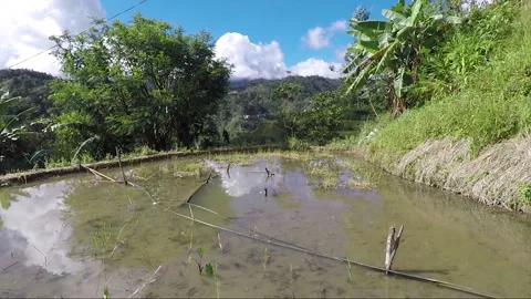 Close Up View Of Flooded Mountain Rice Terrace, Banaue, Luzon, Philippines Stock Footage 236633531
