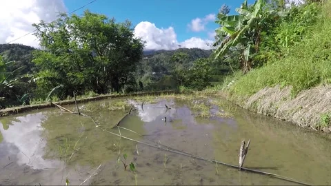 Close Up View Of Flooded Mountain Rice Terrace, Banaue, Luzon, Philippines 库存影片 236633770