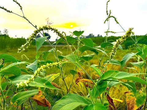 Close up view of flora displaying green leaves and spikes against the blurred Foto stock