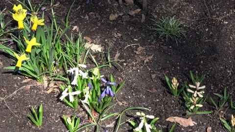 A close-up view of a flora in a garden setting, in spring 스톡 동영상 180518615