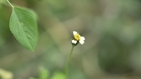 Close up view of flower buds with blurry background Stock Footage 263700022