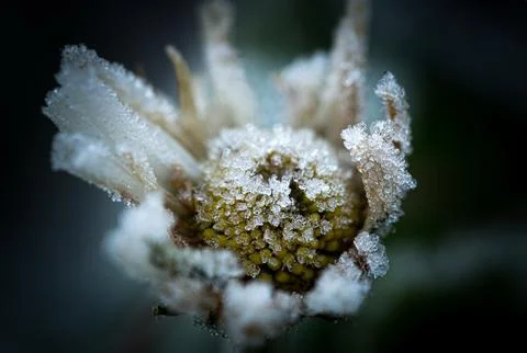 Close-up view of a flower, completely coated in a layer of frost Stock Photos