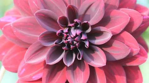 A close up view of a flower with many petals. Stock Footage 170397512