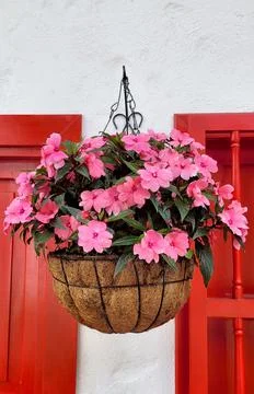 Close up  view of a flower pot in front of a window Stock Photos