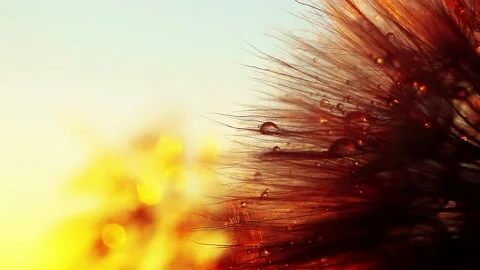 Close-up view of flower slightly moving in wind in charming soft light of sun Stock Footage 219316156