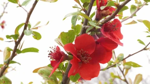 Close-up View Of Flowering Quince Deciduous Shrubs On A Sunny Day. Stockbeeldmateriaal 333662445