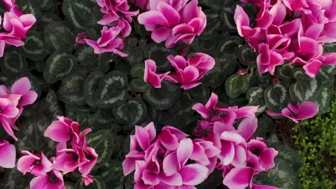 Close view of flowers blooming  Stock Footage 266269789