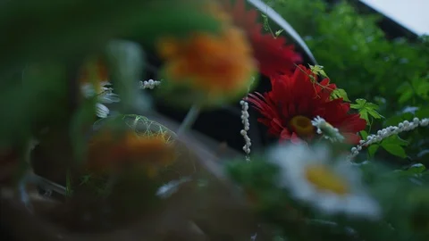 Close up view of flowers Stock Footage 99881085