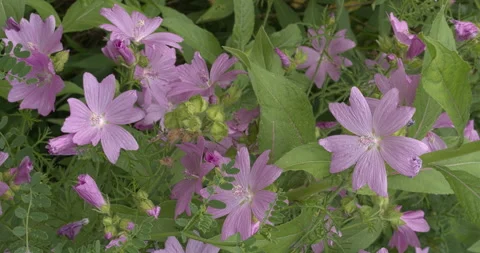 Close-up view of flowers of Malva moschata in naturalistic garden. Stock Footage 277658048
