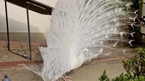 Close-up view of the flowing tail of a white peacock. 4k Video stock 340764978