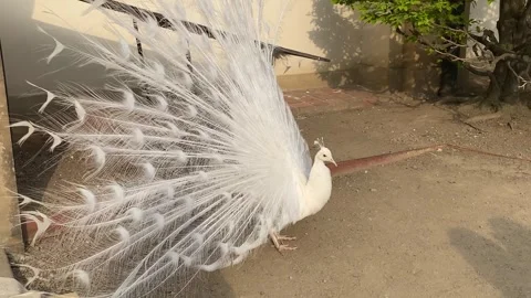 Close-up view of the flowing tail of a white peacock. 4k Video stock 340764997