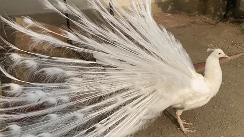 Close-up view of the flowing tail of a white peacock. 4k Vidéo 340765042