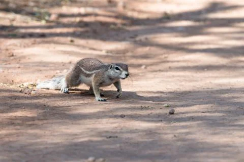Close view of a fluffy chipmunk crossing a road at Namibia Foto stock