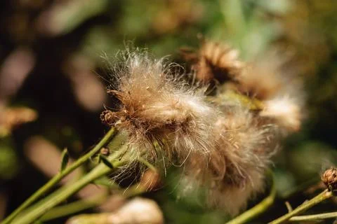 Close-up view of fluffy dry seed head of wild thistle plant in meadow Stock Photos