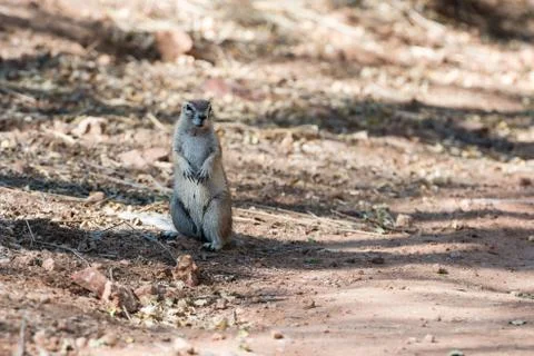 Close view of a fluffy ground squirrel at Etosha National Park Stock Photos
