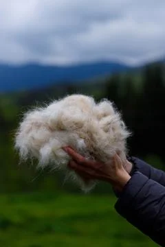 A Close-Up View of Fluffy Wool in Hands Against a Scenic Background of Mountains Stock Photos