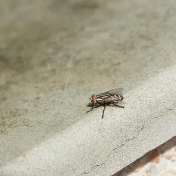 Close-up view of a fly on the ground Stock Photos