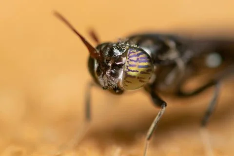 Close up view of a fly parasite. Macro photography. Stock Photos