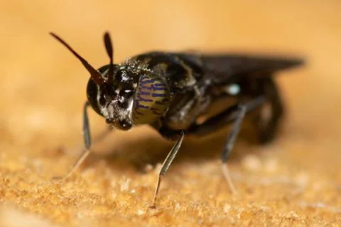 Close up view of a fly parasite. 写真素材