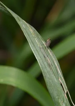 A close-up view of a fly sitting on the edge of a shrub leaf Stock Photos