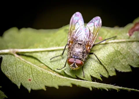 Close-up view of a fly sitting on a tree leaf Stock Photos